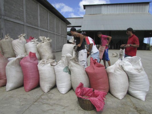 Sector agrícola acapara mayoría de plazas laborales en El Paraíso