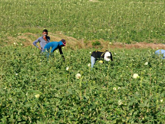 La Alianza de Oposición creará 500 mil plazas de empleo en el sector agrícola