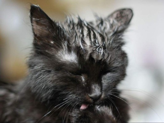 Trató de congelar a un gato y atacó a mujer que quiso rescatarlo