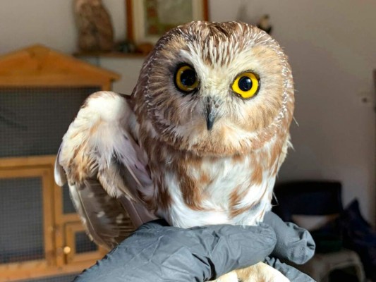Liberarán a búho rescatado de árbol de Navidad en Nueva York&nbsp;&nbsp;