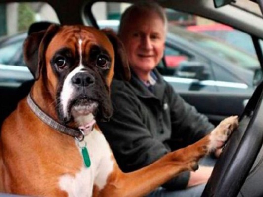 VIDEO: Perro impaciente llama a su amo tocando el claxon