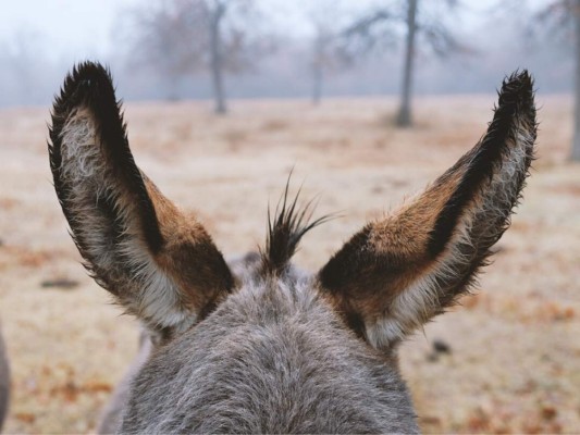 Artículo de Octavio Carvajal: ¡Salvajismo!