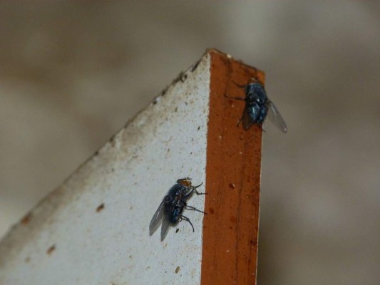 15 datos interesantes que no sabías sobre las moscas