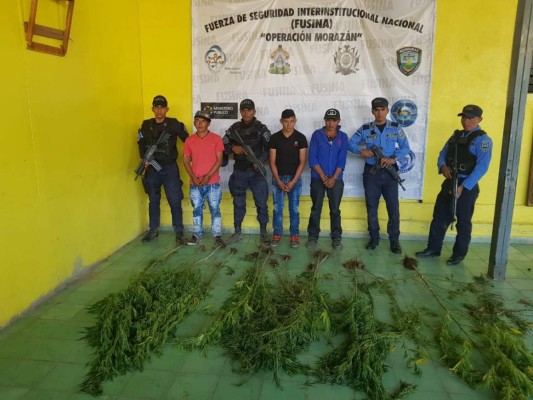 Capturan a integrantes de banda 'Los Hernández' por cultivar marihuana