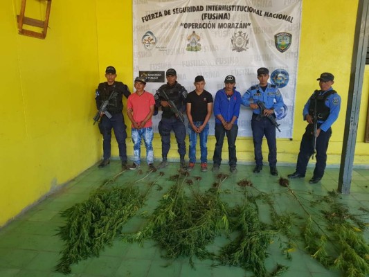 Capturan a integrantes de banda 'Los Hernández' por cultivar marihuana