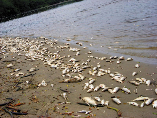 Misteriosa mortalidad de peces en Tela