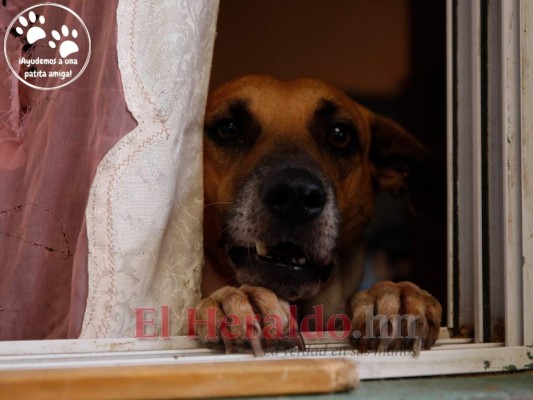 '¡Ayudemos a una patita amiga!”, campaña para rescatar perros de la calle