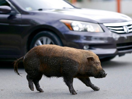 Preocupación por cerdos salvajes que invaden comunidades en Puerto Rico&nbsp;&nbsp;