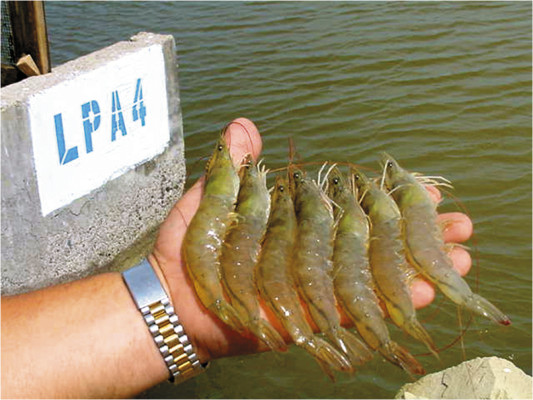 Industria del camarón recupera su poderío en el sur de Honduras