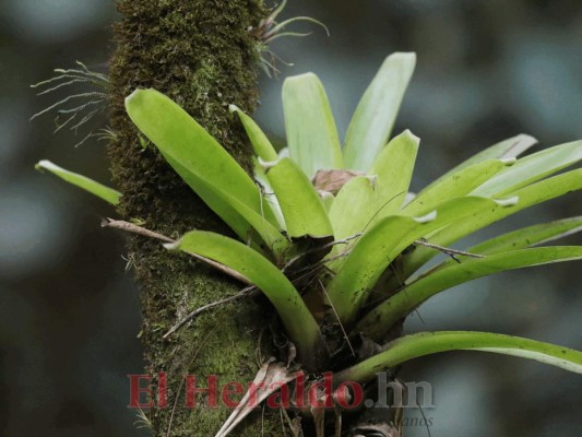 FOTOS: Güinope, uno de los grandes destinos emergentes del turismo ecológico