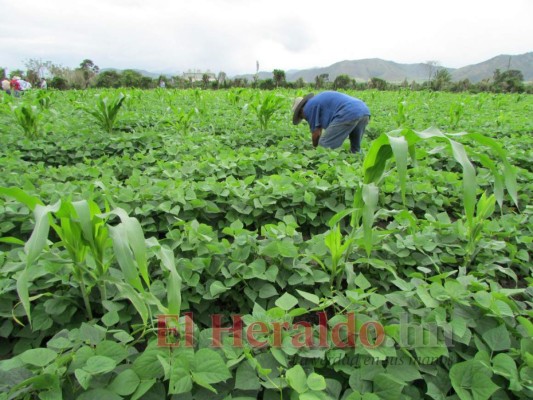 El Paraíso: Preparan semilla resistente a la sequía