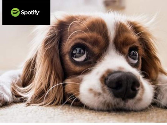 Spotify crea listas de música para mascotas solitarias