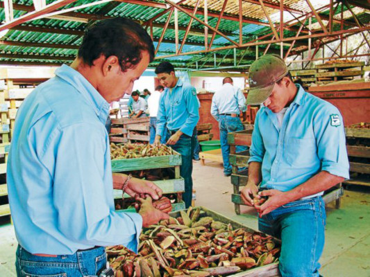 Con semillas maderables hondureñas se surten países de cinco continentes