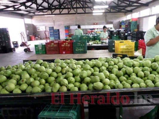 Productores de guayaba de Comayagua quieren exportar a Canadá y Europa