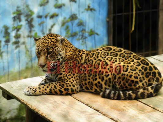 Fotos: Cautivadora, así es la fauna albergada en el zoológico Rosy Walther de la capital