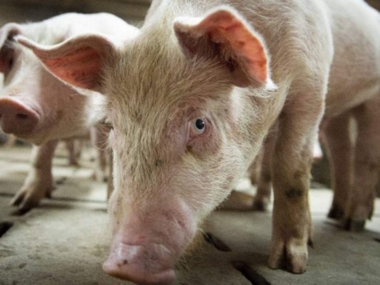 El Salvador prohíbe importaciones de carne de cerdo por peste africana