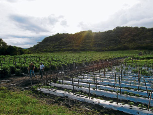 Cultivos de tomate acaparan parcelas donde se producían granos básicos
