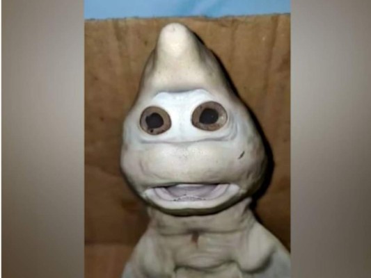 Insólito: Hallan extraña cría de tiburón con 'rostro humano'&nbsp;&nbsp;