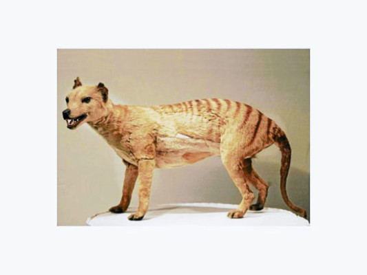 Alarmante aumento de número de especies extintas