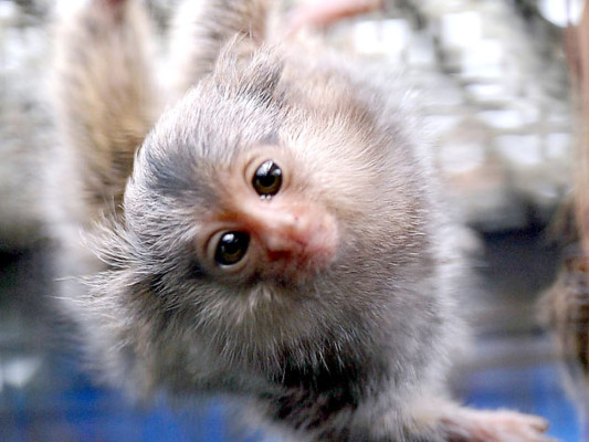 Tráfico de animales salvajes, un comercio más que lucrativo