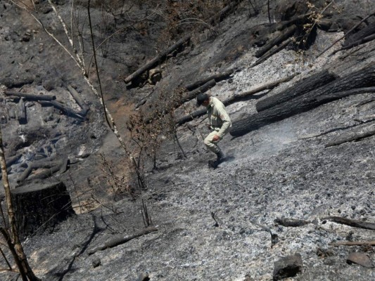 Fuego provoca daños en unas 80 hectáreas de bosque en Zarabanda