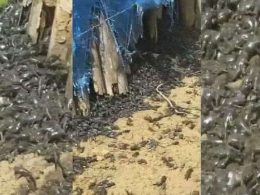 Masiva aparición de sapos causa asombro en Colón