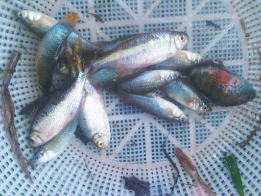 Honduras: La lluvia de peces, un regalo del cielo para el pueblo de Yoro