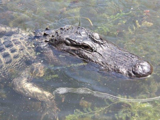 Cocodrilo ataca a un hombre en piscina de resort en el Caribe mexicano