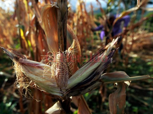 Solo en 7 municipios hay 77,446 hondureños afectados por sequía