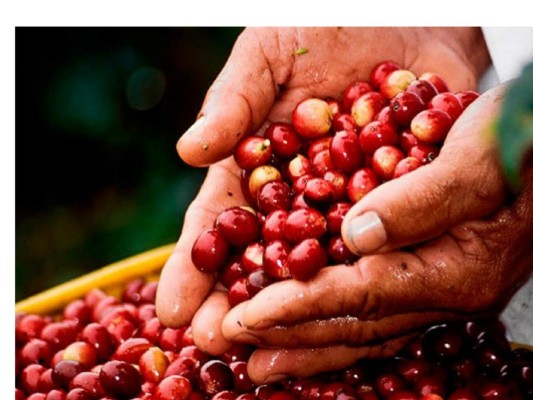 En la cosecha 2016/2017 el café dejó 1,327 millones de dólares a Honduras.
