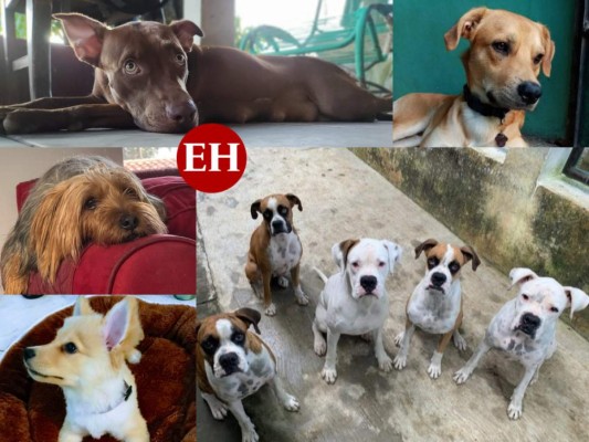 'Día mundial del Perro', lectores nos comparten imágenes de sus canes