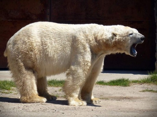 Oso polar bajo amenaza de muerte por ataques a humanos en Groenlandia