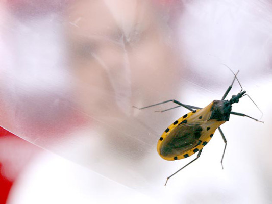 Nueve enfermedades infecciosas se encuentran desatendidas en Honduras