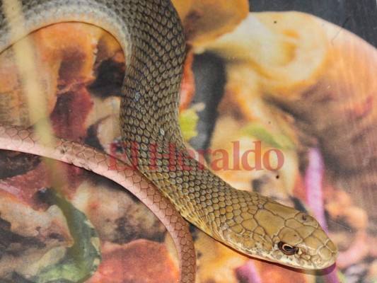 Fotos: Cautivadora, así es la fauna albergada en el zoológico Rosy Walther de la capital