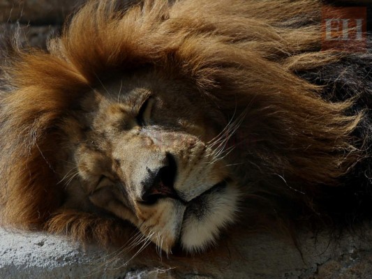 20 fotos de animales en el zoológico de Tegucigalpa que te cambiarán el día