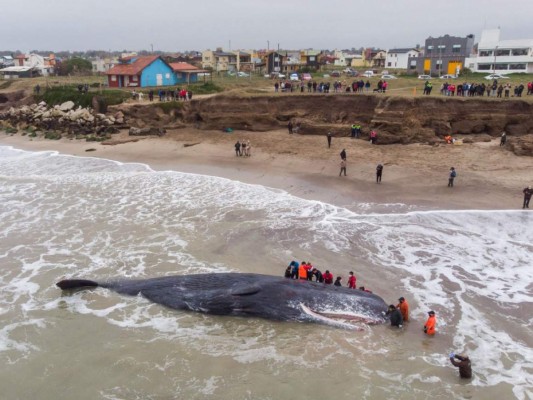 El animal marino, más pequeño que una ballena, quedó atascado a unos 20 metros de las turísticas costas atlánticas de Santa Clara del Mar. AFP.