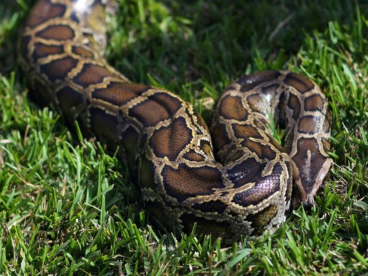 Hombre es atacado por serpiente en sus partes íntimas