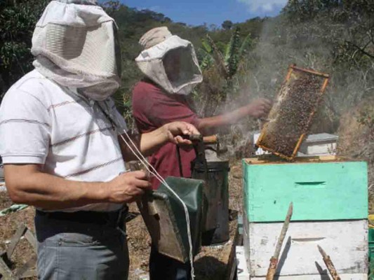 La apicultura, rubro generador de ingresos en aldeas de El Paraíso