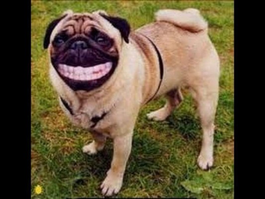 Los mejores chistes cortos de la semana