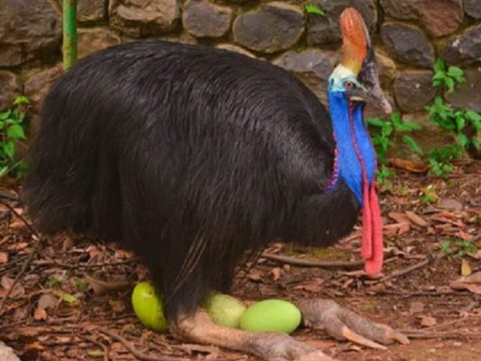 El casuario es una peligrosa ave originaria de Australia y Nueva Guinea que ataca con sus patas. Foto: AFP