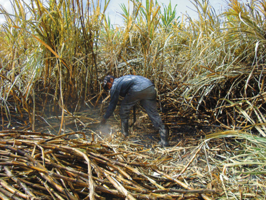 Azunosa produce 100,000 quintales más de azúcar