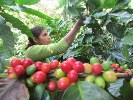 Mayor exportación de café ha sido de 7.2 millones de quintales