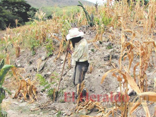 Zonas del corredor seco afectadas por el inesperado veranillo