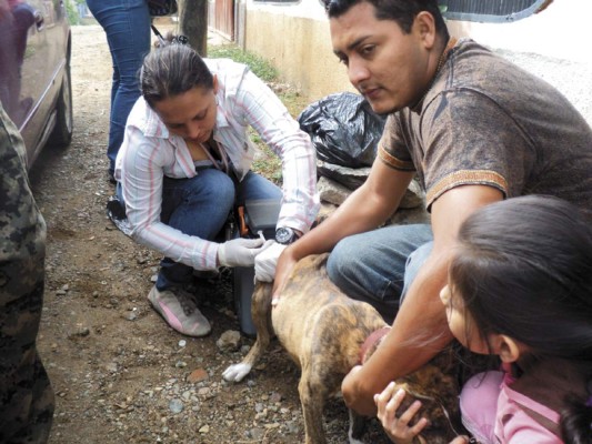 Adelantan vacunación canina en Comayagua