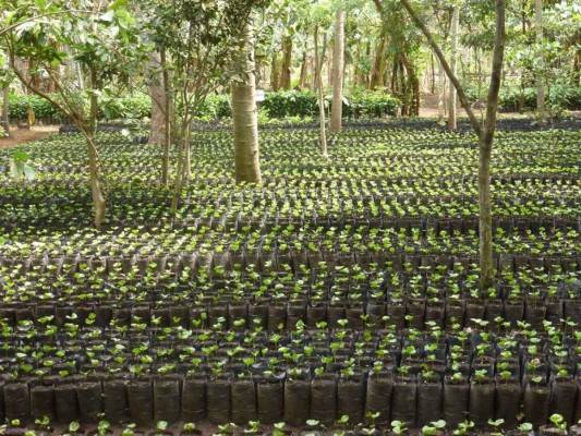 Concurso de Fotografía 2016: 'Bajo una nueva luz: Agricultura Familiar en América Latina