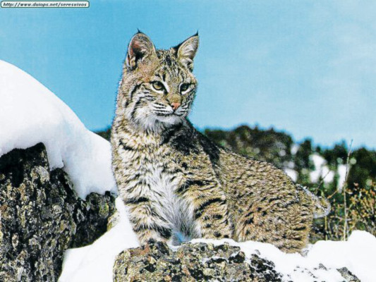 Alarmante aumento de número de especies extintas