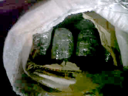 En posesión de 30 libras de marihuana capturan a taxista en Colón