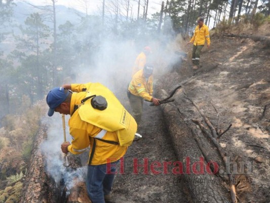 Incendios forestales afectan 5,000 hectáreas de bosque en Olancho