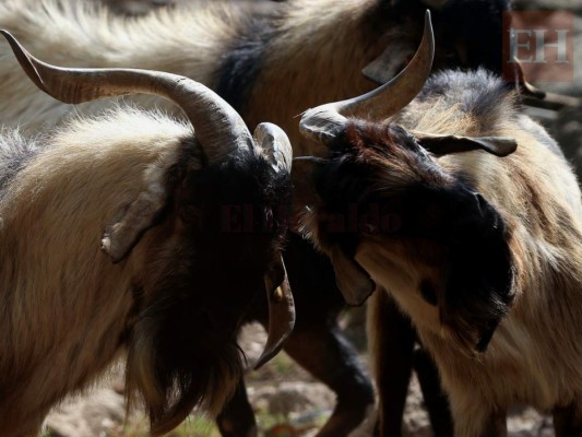 20 fotos de animales en el zoológico de Tegucigalpa que te cambiarán el día