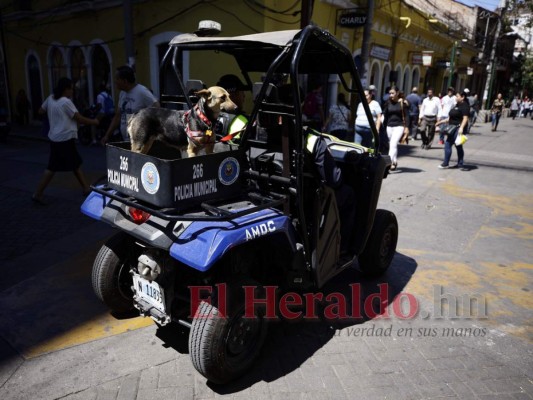 El centro histórico bajo resguardo de la oficial perruna, Laura